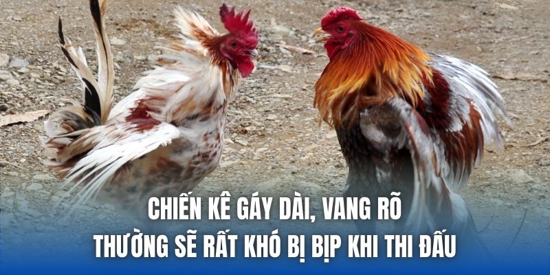 Chiến kê gáy dài, vang rõ thường sẽ rất khó bị bịp khi thi đấu