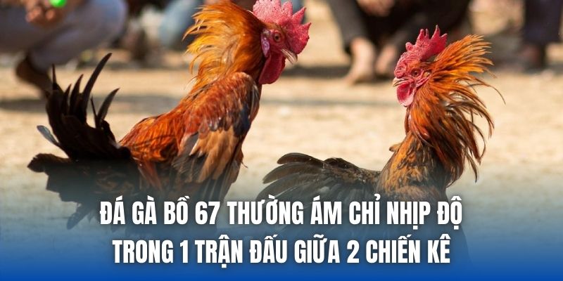 Đá gà bồ 67 thường ám chỉ nhịp độ trong 1 trận đấu giữa 2 chiến kê