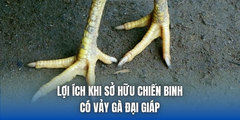 Lợi ích khi sở hữu chiến binh có vảy gà đại giáp
