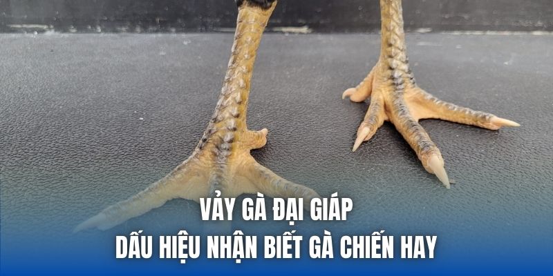 Vảy Gà Đại Giáp - Dấu Hiệu Nhận Biết Gà Chiến Hay