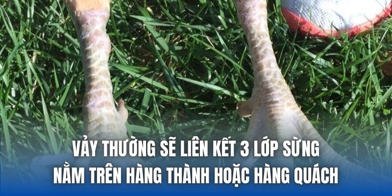 Vảy thường sẽ liên kết 3 lớp sừng nằm trên hàng thành hoặc hàng quách